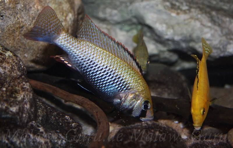 Astatotilapia calliptera 'Thumbi East Island'